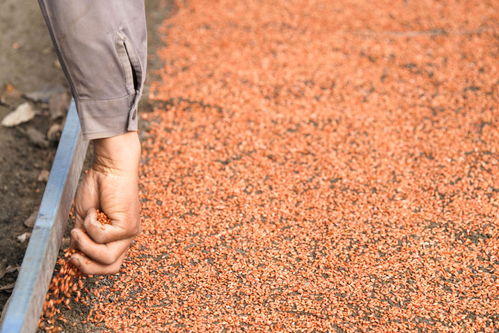 新華全媒 丨開(kāi)播 大糧倉(cāng) 黑龍江春播生產(chǎn)拉開(kāi)序幕